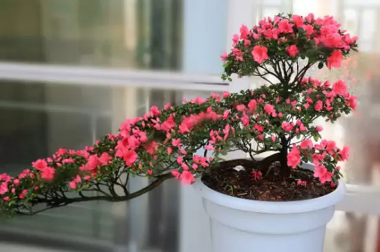 花上小白飞虫的消灭方法 花上小白飞虫的消灭方法