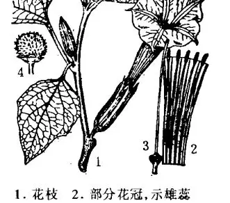 洋金花的医疗作用 洋金花的医疗作用