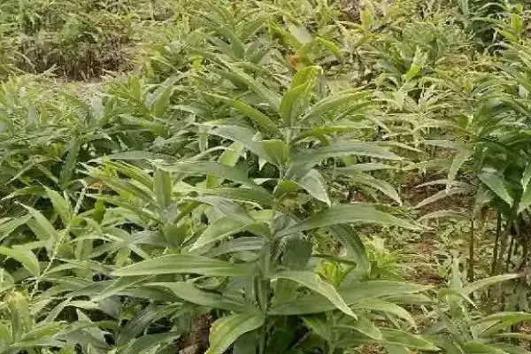 种植黄精需要多少成本,种植前景怎么样 种植黄精需要多少成本,种植前景怎么样