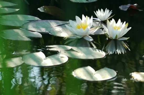 花的象征意义有哪些 花的象征意义有哪些