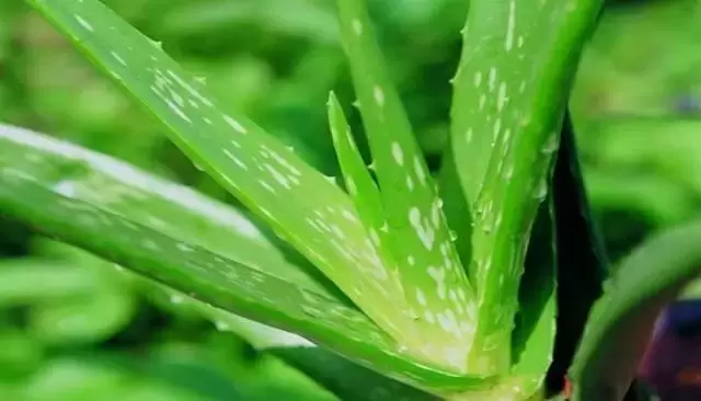 芦荟的功效与作用 芦荟的功效与作用