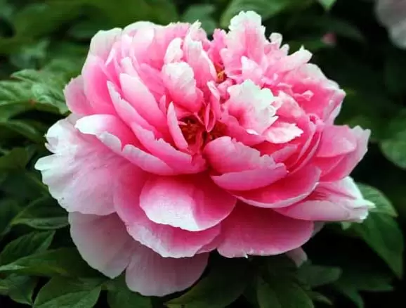 牡丹花语是什么?送牡丹花代表什么? 牡丹花语是什么?送牡丹花代表什么?