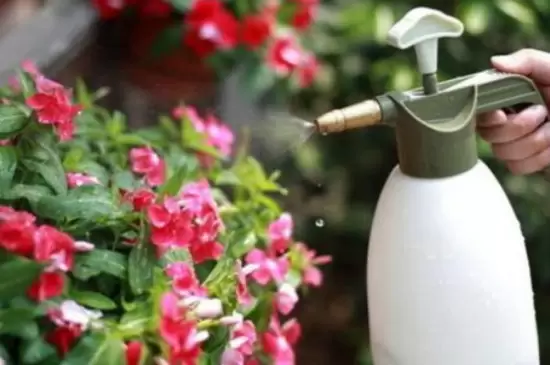 花上的腻虫怎么清除 花上的腻虫怎么清除