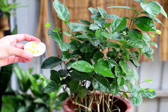 硫酸亚铁可以浇哪些植物 硫酸亚铁可以浇哪些植物