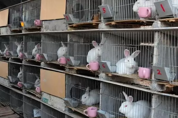 肉兔养殖成本,出栏只需4-5个月的时间 肉兔养殖成本,出栏只需4-5个月的时间