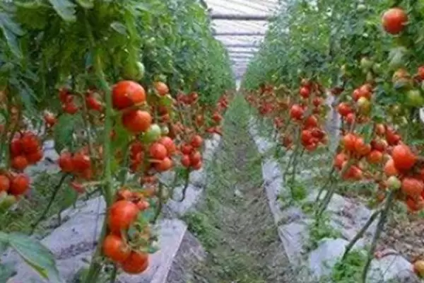 种植大棚西红柿能否赚钱,主要取决于市场、产量、投入等条件 种植大棚西红柿能否赚钱,主要取决于市场、产量、投入等条件