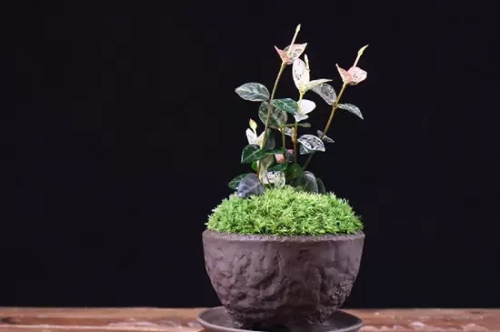 花盆的种类 花盆的种类