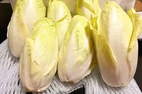 玉兰菜怎么种植 玉兰菜怎么种植