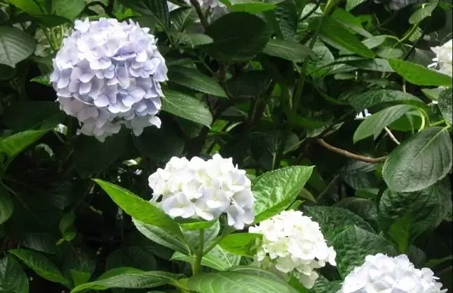 绣球花的修剪方法 绣球花的修剪方法