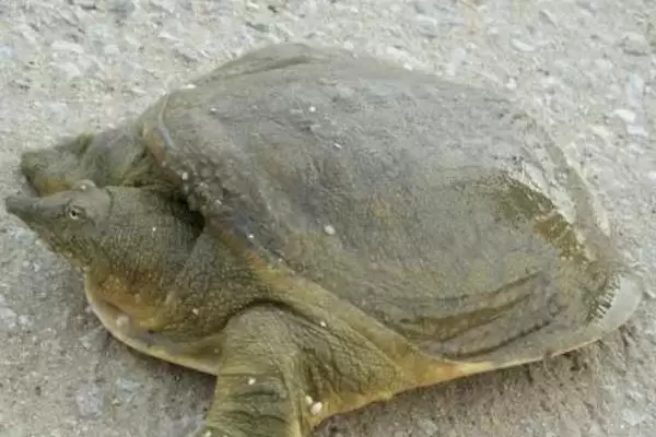 甲鱼的养殖前景如何,可食用也可做药用养殖前景广阔 甲鱼的养殖前景如何,可食用也可做药用养殖前景广阔