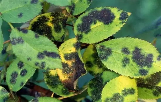 盆栽月季花的常见病虫害防治要点 盆栽月季花的常见病虫害防治要点