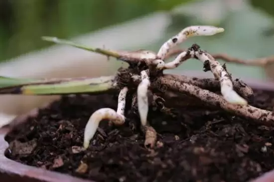 花盆里有蚯蚓是好还是坏 花盆里有蚯蚓是好还是坏