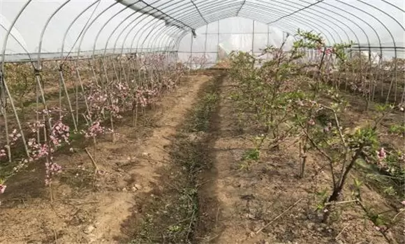 水蜜桃大棚种植技术 水蜜桃大棚种植技术