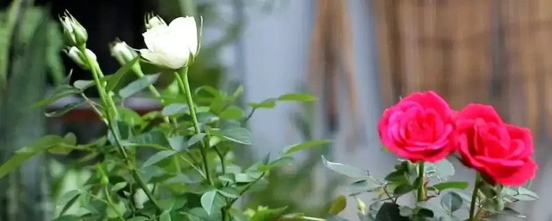 花的象征意义有哪些 花的象征意义有哪些