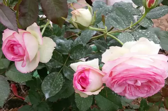 深粉龙沙宝石月季花开几季 深粉龙沙宝石月季花开几季