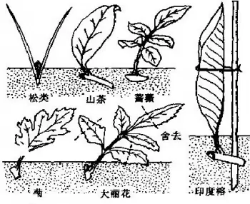 花卉繁殖 花卉繁殖