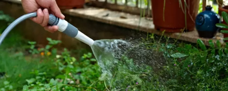 花叶上的小白虫怎么办 花叶上的小白虫怎么办