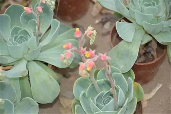 石莲花盆栽关键技术 石莲花盆栽关键技术