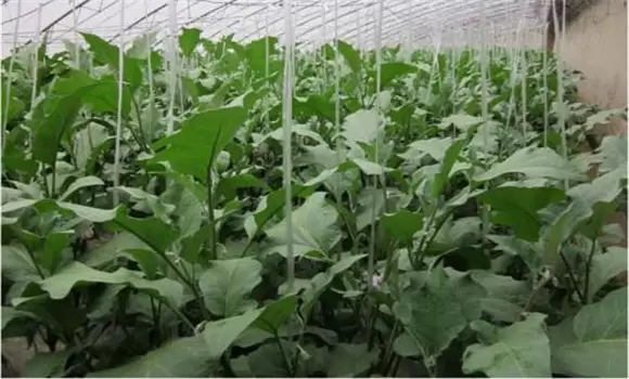 温室茄子温度管理要求 温室茄子温度管理要求