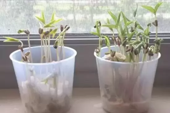 种子怎么发芽快 种子怎么发芽快