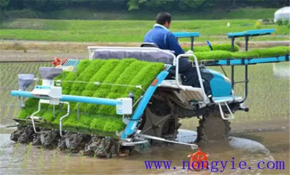 水稻机械插秧庭院育秧技术要点 水稻机械插秧庭院育秧技术要点