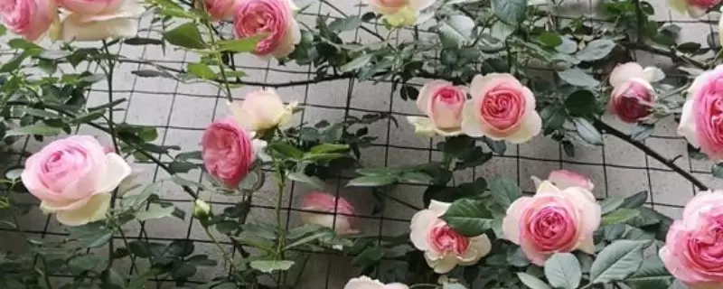深粉龙沙宝石月季花开几季 深粉龙沙宝石月季花开几季