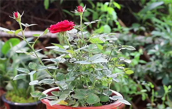 盆栽月季花施肥施什么肥料 盆栽月季花施肥施什么肥料