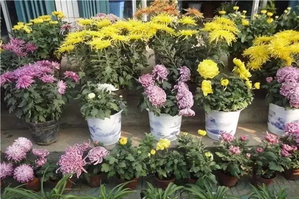 盆栽菊花怎么养 盆栽菊花怎么养