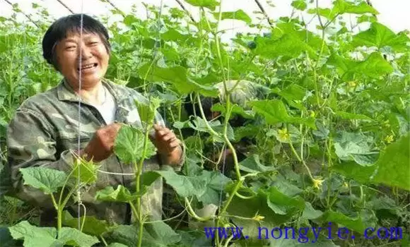 秋黄瓜的种植与管理要点 秋黄瓜的种植与管理要点