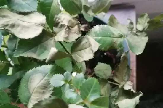 花掉叶子是什么原因 花掉叶子是什么原因