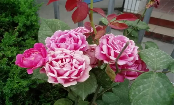 盆栽月季花养殖方法须知 盆栽月季花养殖方法须知