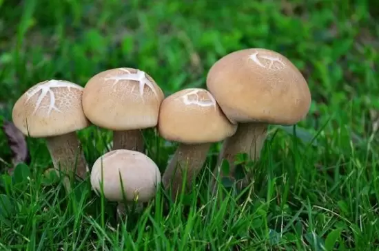 真菌门植物的基本特征 真菌门植物的基本特征