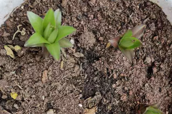 花土板结用什么解决 花土板结用什么解决
