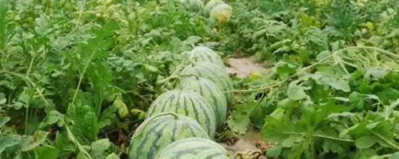 种10亩西瓜能赚多少钱,详细介绍成本和利润 种10亩西瓜能赚多少钱,详细介绍成本和利润