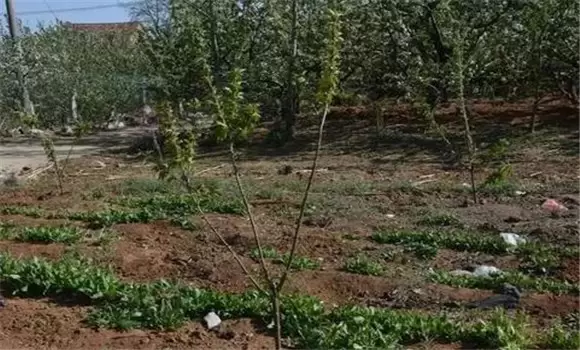 甜樱桃种植对土壤的要求 甜樱桃种植对土壤的要求