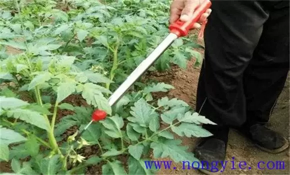 秋番茄怎么种 秋番茄怎么种