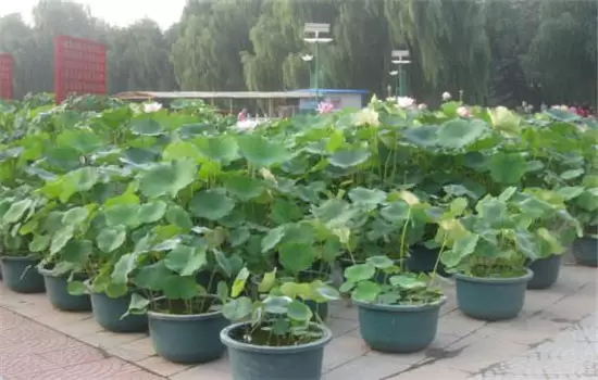 种荷花的方法:盆底先放入3—4厘米厚疏松泥土 种荷花的方法:盆底先放入3—4厘米厚疏松泥土
