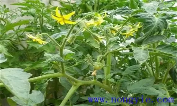 秋番茄怎么种 秋番茄怎么种