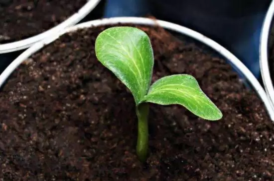 花盆里有小蜈蚣有害吗 花盆里有小蜈蚣有害吗