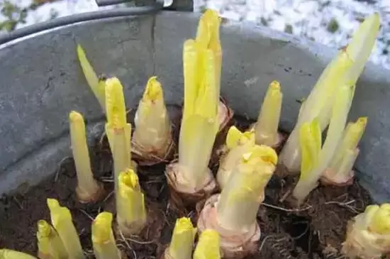 玉兰菜怎么种植 玉兰菜怎么种植