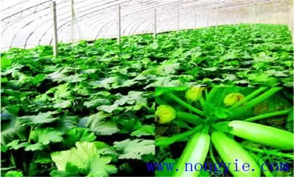 秋季西葫芦几月份种植 秋季西葫芦几月份种植