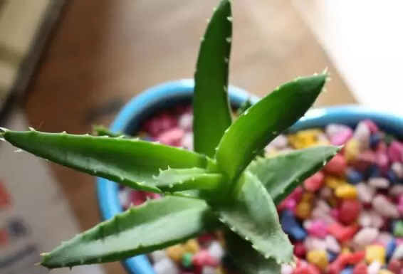 芦荟叶子发黄干瘪枯萎怎么办 芦荟叶子发黄干瘪枯萎怎么办