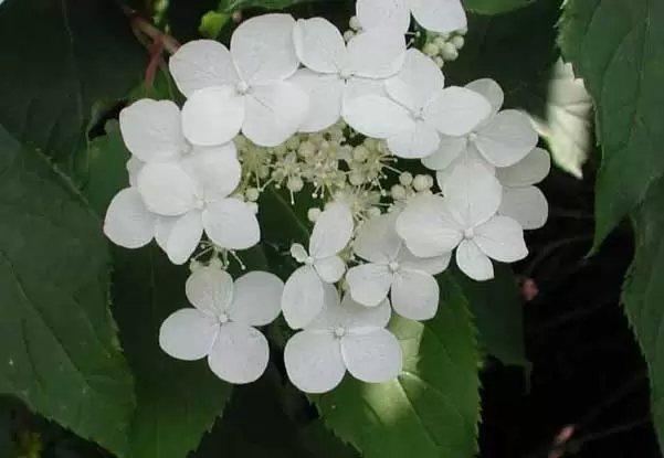 绣球花常见品种有哪些? 绣球花常见品种有哪些?