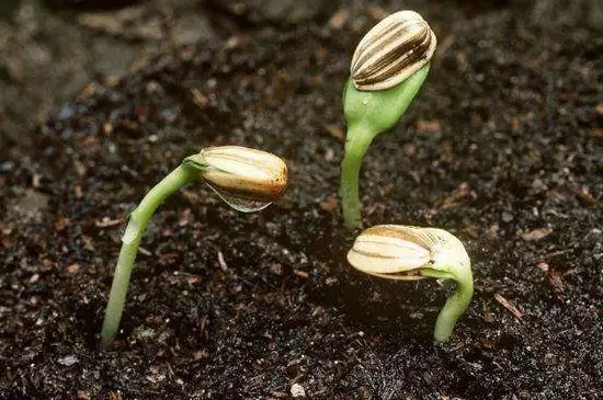 种子发芽后出现发黄现象的原因 种子发芽后出现发黄现象的原因