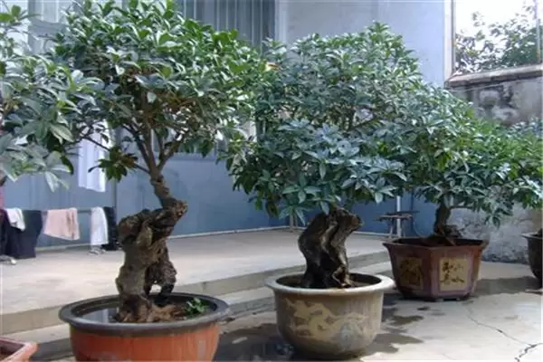 盆栽桂花怎么养殖 盆栽桂花怎么养殖