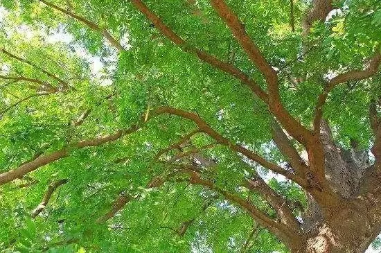 皂荚树的特点 皂荚树的特点