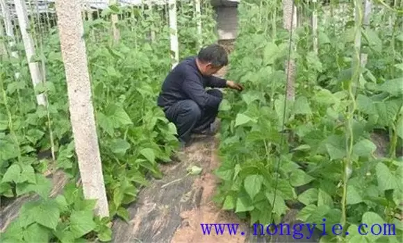 秋菜豆在栽培上应掌握哪些技术要点 秋菜豆在栽培上应掌握哪些技术要点