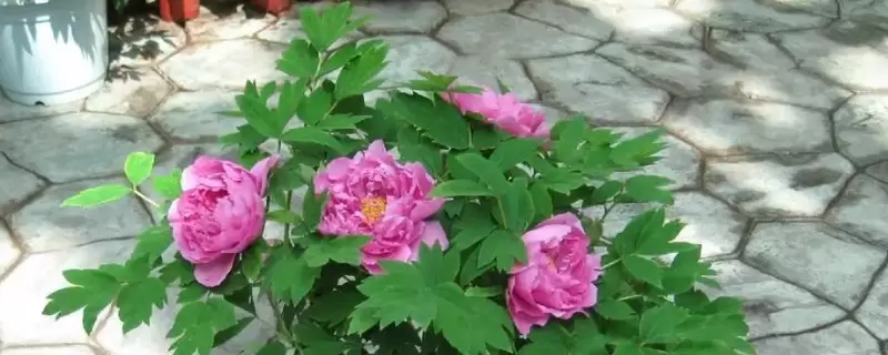 耐热耐旱的花卉有哪些 耐热耐旱的花卉有哪些