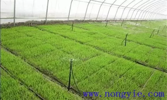水稻湿润薄膜育秧高产栽培技术 水稻湿润薄膜育秧高产栽培技术