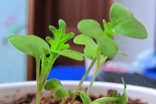 种子发芽后出现发黄现象的原因 种子发芽后出现发黄现象的原因